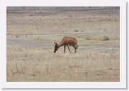 07IntoNgorongoro - 098 * Hartebeest.